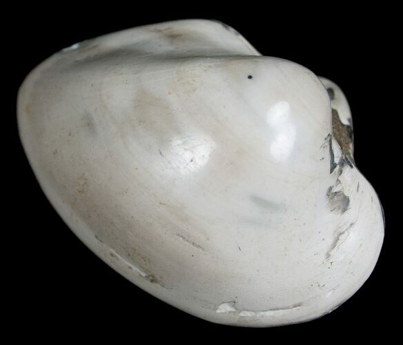 Polished Fossil Clam - Small Size #5283